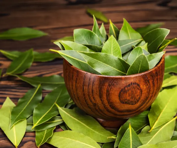 Descubra 3 motivos para usar folha de louro no feijão e saiba com os benefícios dessa erva aromática para o sabor, a saúde e a conservação do seu alimento.